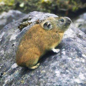 Everything about the Northern Pika