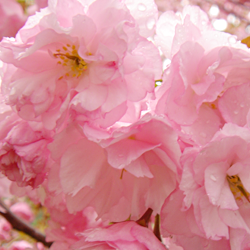 Sakura Matsuri - The Cherry Blossom Festival