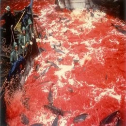 Slaughtering of Dolphins might harm Japan's economy