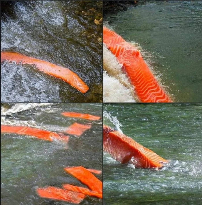 ai salmon swimming down a river
