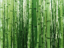 zen-bamboo-wallpaper-japan-1600-1200